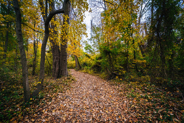 Autumn color along a trail at Wye Island, Maryland.