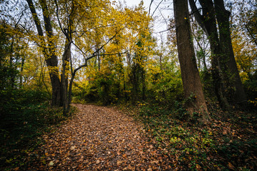 Autumn color along a trail at Wye Island, Maryland.
