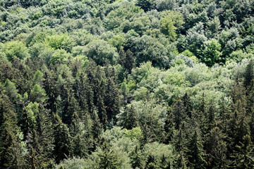Wald in der Sächsischen Schweiz