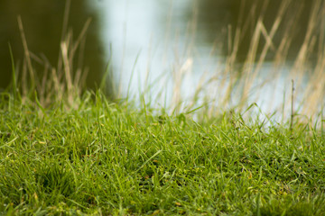 green grass on a water background, for backgrounds