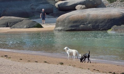 Deux chiens jouent sur une plage de la côte de granit rose à Ploumanach