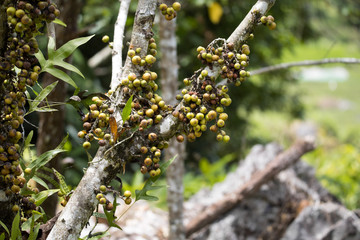 fruits wild fig tree forest in Madagascar