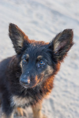 beautiful stray dog on the sand in the morning 
