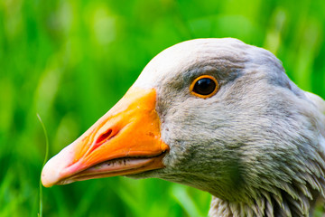 The big Goose at the Farm in Germany 4