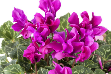 Flowers of blooming  pink cyclamen on white background