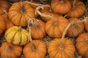 Colorful autumn pumpkins