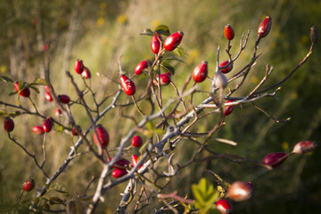 Ripe Briar fruit, wild rose hip shrub in nature. Dog-rose berry close-up.