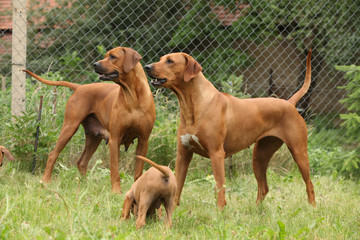 Rhodesian ridgeback with puppies in the garden