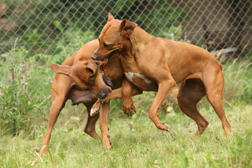 Couple of Rhodesian ridgebacks playing in the garden