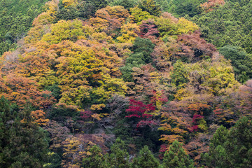 The forest of Okutama has various colors of trees in autumn, Tokyo, Japan.