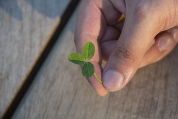 Detail of green clover plant in human fingers