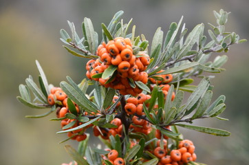 Bunches of rowan tree-orange color