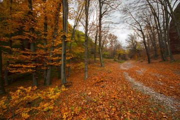 Bosque búlgaro otoñal