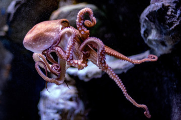 octopus underwater close up portrait while hunting © Andrea Izzotti