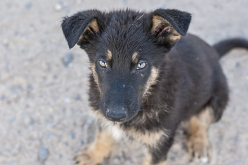 beautiful stray dog on the sand in the morning 
