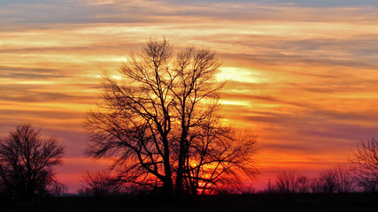 tree on sunset background