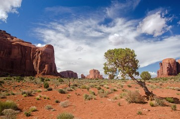 A conifer in a landscape of mesas in Monument Valley