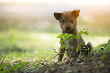 Thai cute little dog Sitting on the grass in the morning.