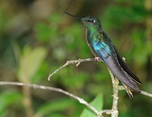 Great sapphire wing Hummingbird