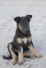 beautiful stray dog on the sand in the morning 