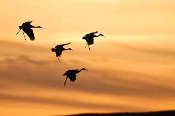 Sandhill Cranes Landing at Sunset