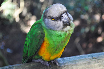 Sud Africa, 26/09/2009: un pappagallo al Birds of Eden, la più grande voliera di volo libero al mondo, il santuario degli uccelli vicino Plettenberg Bay, sulla famosa Garden Route
