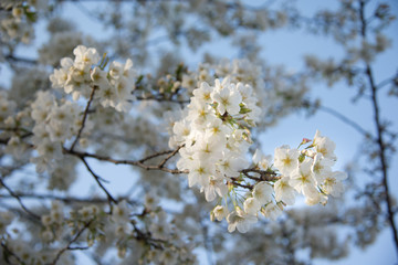 Cherry blossom