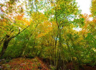 Obraz premium background texture of autumn leaf background / Autumn trees in the forest / Beautiful Colorful Autumn Leaves / autumn season