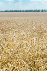 Field of ripe wheat and sky with clouds