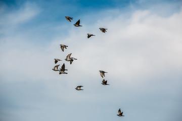 Tauben im Flug