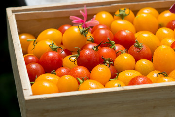 Small Red and Yellow tomato.