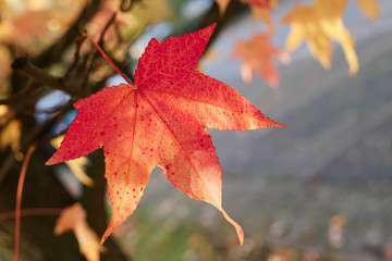 Ahornblatt mit Herbstf&auml;rbung in einem Park