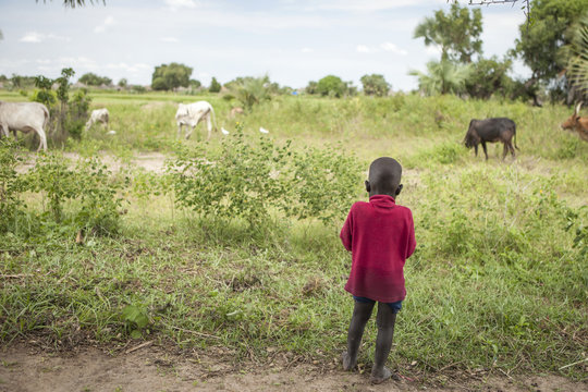 African child and cattle