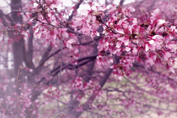 Cherry Blossom