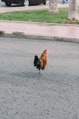 Colorful rooster with tan, blue and green feathers running down the road in the city among cars.