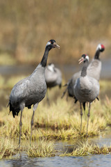 Common crane in a wetland at a stopover site