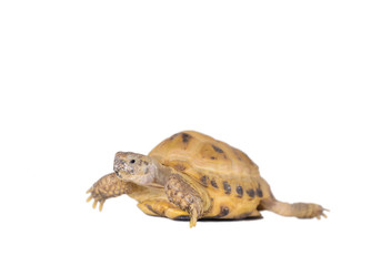 Ill turtle with rickets on white background