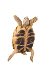 Ill turtle with rickets on white background flying