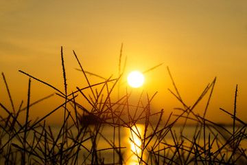 wild grass in the nature.