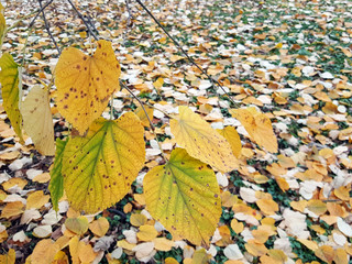 Autumn leaves nature background