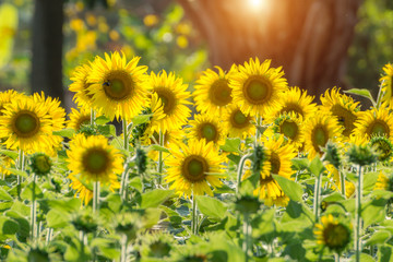 Sunflower in the garden