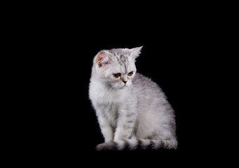 Kitten Scottish breed, close-up, black background isolated
