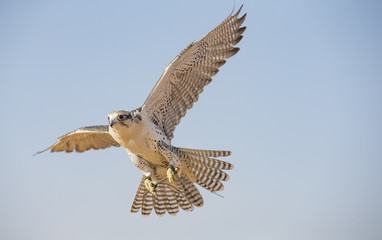 Fototapeta premium Peregrine Falcon flying near Dubai