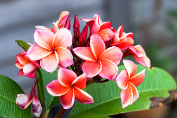 Plumeria flower Mixed color of orange and pink