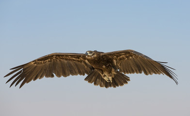 Greater Spotted eagle (clanga clanga) flying in a desert near Dubai