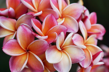 Obraz na płótnie Canvas Plumeria flower Mixed color of orange and pink