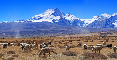 Naklejka premium Eight-thousander Shisha Pangma mountain in Tibet and flock of sh