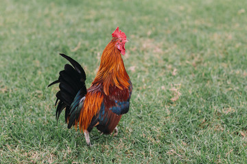 Colorful rooster with tan, blue and green feathers running around the grass in the Park.