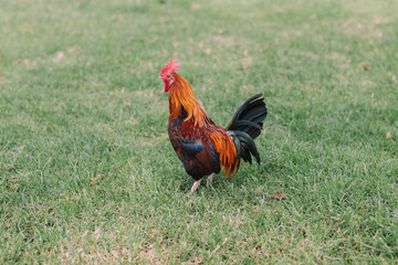 Colorful rooster with tan, blue and green feathers running around the grass in the Park.