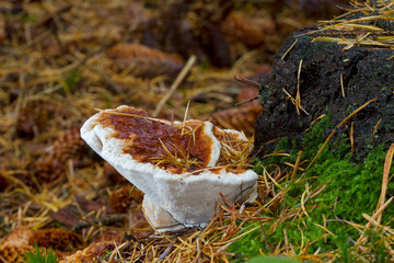 Red-belted Bracket Fomitopsis pinicola, a stem decay fungus